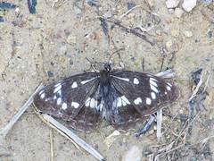 Limenitis helmanni