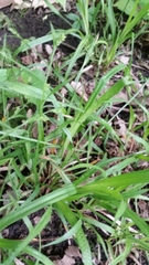 Carex blanda