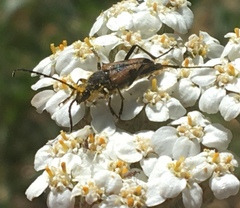 Anastrangalia laetifica