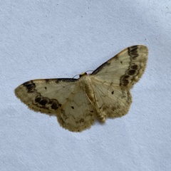 Idaea trigeminata