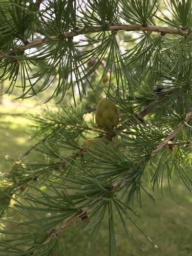 Siberian Larch