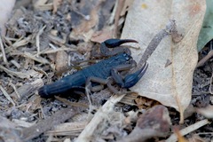 Centruroides margaritatus