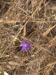 Brodiaea filifolia