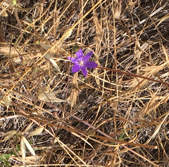 Brodiaea filifolia