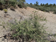 Mimosa aculeaticarpa biuncifera