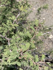 Mimosa aculeaticarpa biuncifera