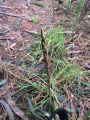 Carex phleoides