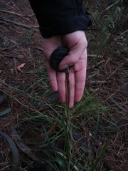 Carex phleoides