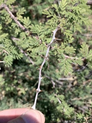 Mimosa aculeaticarpa biuncifera