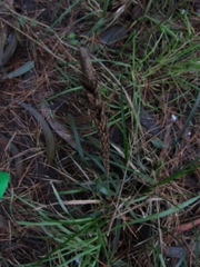 Carex phleoides