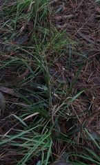 Carex phleoides