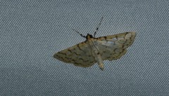 Polygrammodes flavidalis