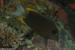 Ctenochaetus tominiensis