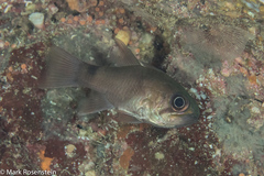 Nectamia savayensis