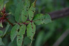 Zanthoxylum acanthopodium