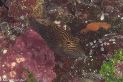 Canthigaster janthinoptera