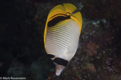 Chaetodon oxycephalus