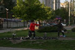Columba livia domestica