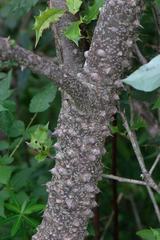 Zanthoxylum acanthopodium