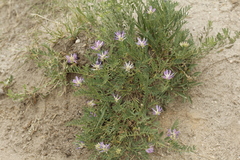Astragalus laxmannii robustior