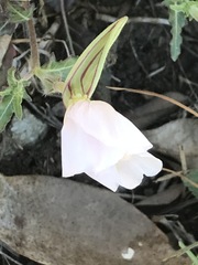 Oenothera tetraptera