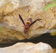 Euodynerus crypticus