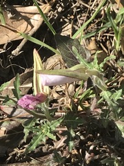 Oenothera tetraptera