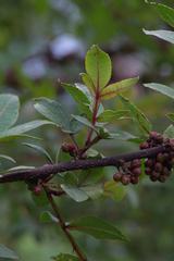 Zanthoxylum acanthopodium