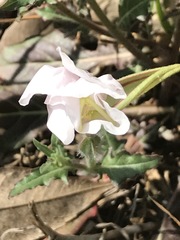 Oenothera tetraptera