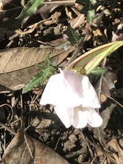 Oenothera tetraptera