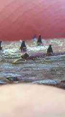 Godronia uberiformis