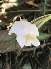 Oenothera tetraptera
