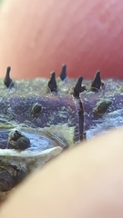 Godronia uberiformis