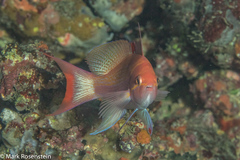 Pseudanthias luzonensis