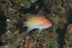 Pseudanthias luzonensis