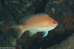 Pseudanthias luzonensis