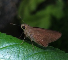 Baorini