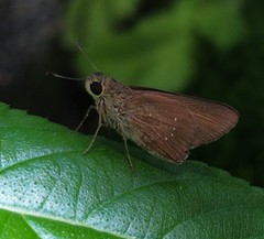 Baorini
