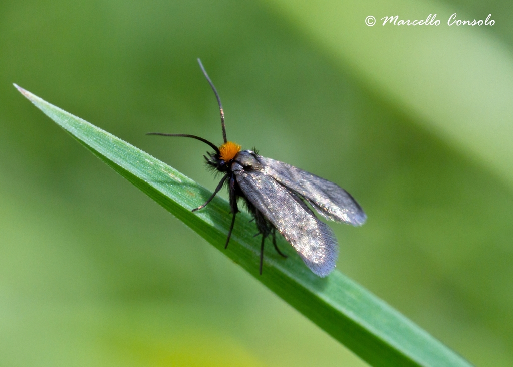 Cauchas rufifrontella