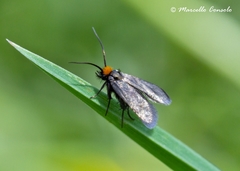 Cauchas rufifrontella