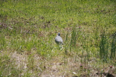 Columba palumbus