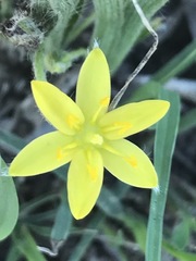Hypoxis mexicana