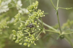 Bassaniana utahensis