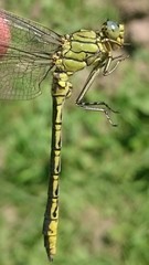 Gomphus pulchellus