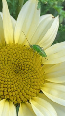 Closterotomus norwegicus