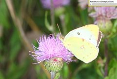 Colias poliographus