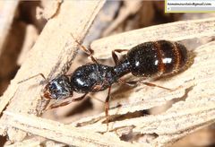 Tetramorium tsushimae