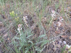 Astragalus terminalis