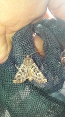 Sideridis reticulata