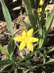 Hypoxis mexicana